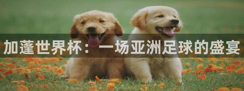 欧联杯直播：加蓬世界杯：一场亚洲足球的盛宴