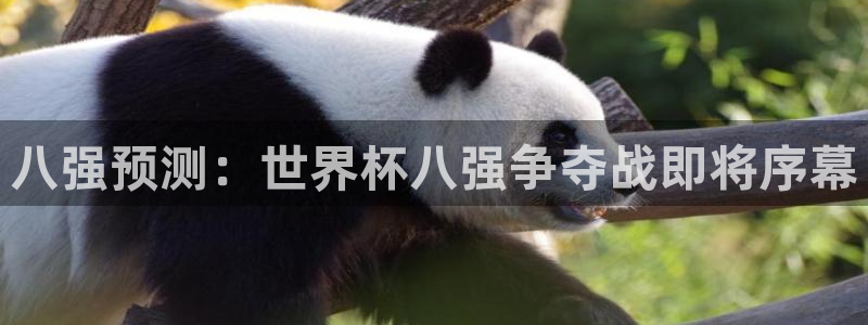 2026年世界杯赛程表时间：八强预测：世界杯八强争夺战即将序幕